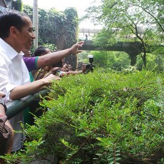 Lihat Gorila, Jokowi: Ganteng Kok