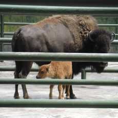 Kayla Anak Bison Lahir di Taman Safari Prigen