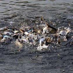 Punya Banyak Ikan Patin, Tapi RI Ketergantungan Impor dari Thailand