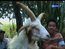 Bertanduk 4, Kambing Ditawar Hingga 20 Juta