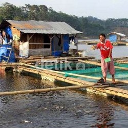 Belajar dari RI, Vietnam Kini Salip Indonesia Soal Produksi Ikan Patin