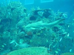 Wajib Tahu! 3 Cara Hiu Menyerang Manusia