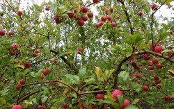 Ini Dia 3 Jenis Apel Baru: Riverbelle, SnapDragon dan Ruby Frost