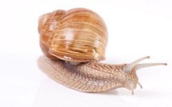 Permintaan Daging Bekicot di Inggris Terus Meningkat