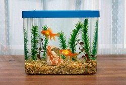 Hati-hati, Air Akuarium Juga Bisa Sebabkan Infeksi Kulit