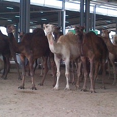 Bertandang ke Rumah Pemotongan Hewan Modern di Muaishim