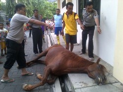 Dikejar 2 Anjing, Kuda Patroli Polisi Mati Tabrak Tembok