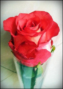 Red Rose