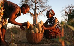 Baobab, Buah Baru Mengandung Nutrisi Super dari Afrika
