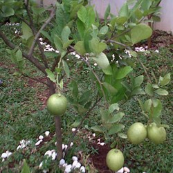 Musim Kemarau, Harga Jeruk Limau Melonjak 300%