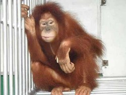 3 Orangutan Sumatera Dikembalikan dari Malaysia ke Indonesia