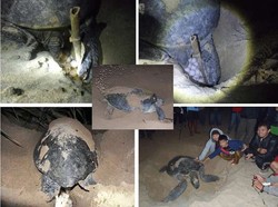 Jadi Saksi Penyu Hijau Bertelur di Ujung Genteng