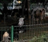 Komunitas Turki Kurban 31 Sapi di Istiqlal