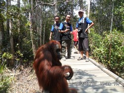 Bertualang di Alam Rimba Tanjung Puting, Mendebarkan!