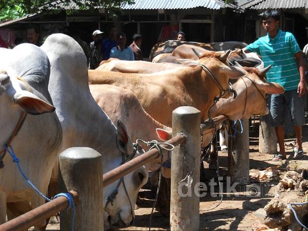 Jelang Kurban, Pasar Hewan Prambanan Ramai Pembeli