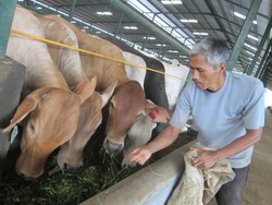 Kemendag Siap Cabut Izin Importir Sapi yang Bertindak Nakal