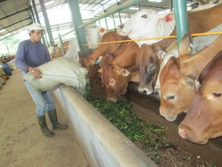  Kemendag Keluarkan Izin Baru Impor 100.000 Ekor Sapi Bakalan