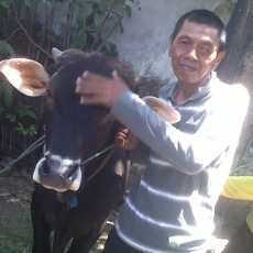 Bambang, Tukang Becak Berkurban Sapi Sering Lembur untuk Menabung