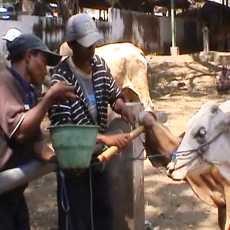 Jelang Idul Adha, Praktek Gelonggong Sapi di Situbondo Marak