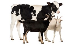 Daging Kambing dan Sapi Mana yang Lebih Bernutrisi?