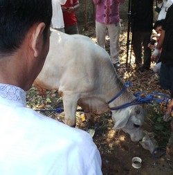 Jokowi Datangi Lenteng Agung, Lurah Susan Tidak Tampak