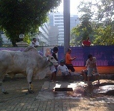 Suwarno Cidera Saat Taklukkan Sapi Wakapolri