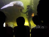 Idul Adha, Seaworld Ramai Pengunjung
