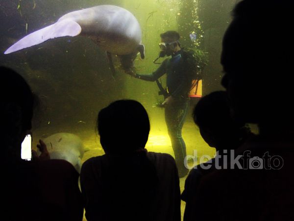 Idul Adha, Seaworld Ramai Pengunjung
