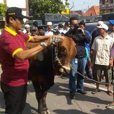 Hindari Antrean, Polrestabes Serahkan Hewan Kurban ke Yayasan dan Ormas