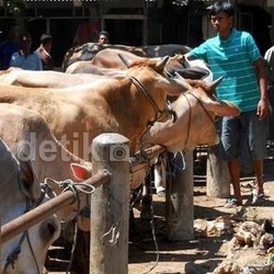 Belum Bisa Kurban? Yuk Rencanakan Keuangan untuk Tahun Depan