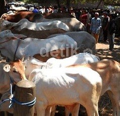 Pemprov Jabar Salurkan 1.081 Sapi