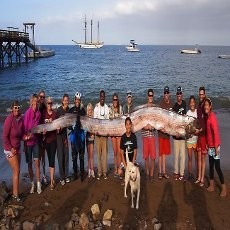 Wuih...! Monster Laut Sepanjang 5 Meter Ditemukan di California
