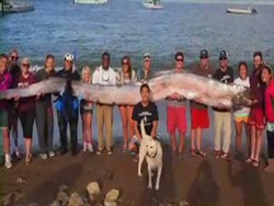 Wujud Ikan Menyerupai Naga Sepanjang 5,5 Meter