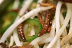 Penumpang Air India Temukan Cacing dalam Sandwich!