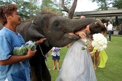 Turis Menikah di Thailand Dicaplok Gajah