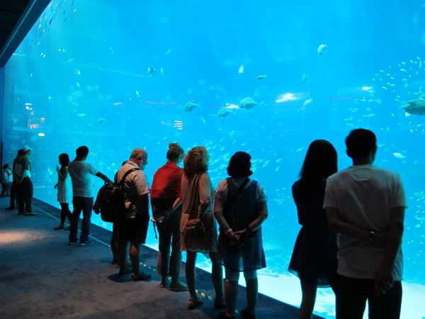 Kerennya Akuarium Terbesar Sedunia di Singapura
