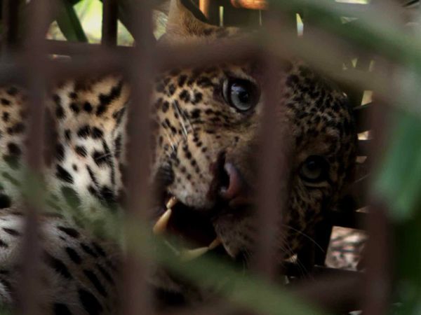 Macan Tutul Tertangkap Warga