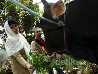 Lurah Susan Sumbang Sapi Kurban