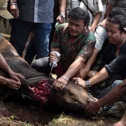 Berkurban, Rhoma Irama Sembelih Sapi Sendiri