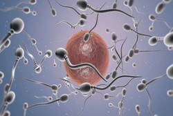 Hai Pria, Asupan Seperti Ini Penting bagi Anda yang Ingin Tambah Sperma