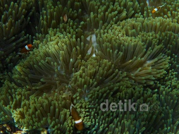 Menikmati Keindahan Bawah Laut Pulau Peucang