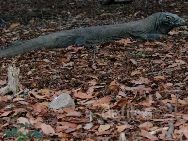 Melihat dari Dekat Sarang Naga