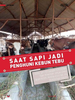 Saat Sapi jadi Penghuni Kebun Tebu