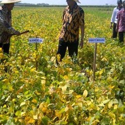 Selain Sapi, RI Juga Ditawari Investasi Lahan Kedelai di Australia