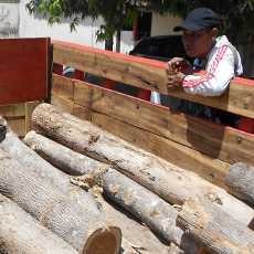 Gerebek Pembalakan Liar, Polisi Sita Puluhan Gelondong Kayu Jati