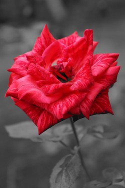 Rose are Red