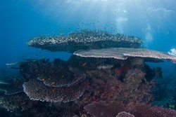 Turis Eropa Paling Banyak Datang ke Raja Ampat