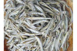 Ikan Teri, Meski Kecil Tapi Kaya Kalsium