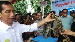 Pegang Ular di Taman Cattleya, Jokowi: Hiii..Besarnya!