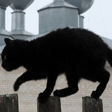 Parah! Seekor Kucing Selundupkan Narkoba ke Dalam Penjara